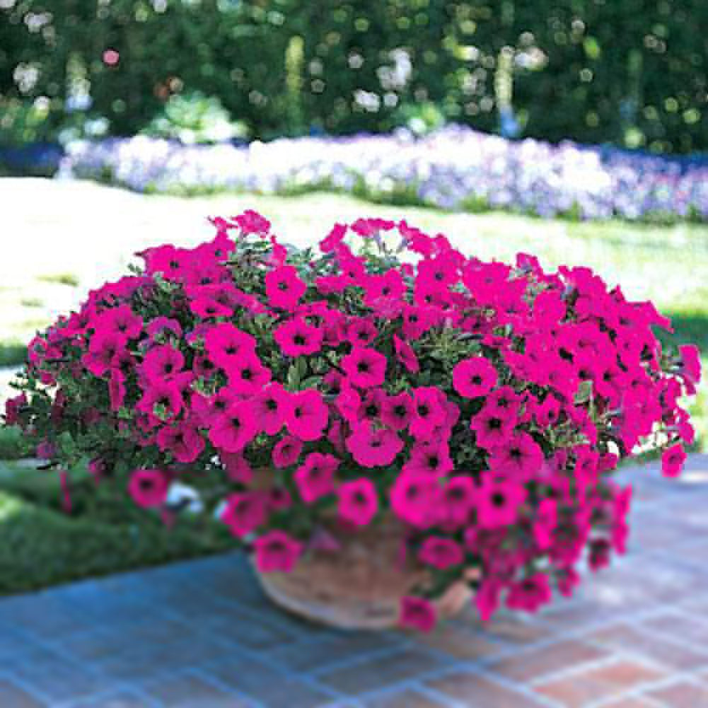50Pcs Morning Glory Seeds Hanging Petunia Home Garden Potted Flowers Ornament