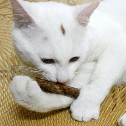 5 Pcs/1Bag Natural Matatabi Pet Snack Cat Chew Stick Treat Toy Catnip Molar Food