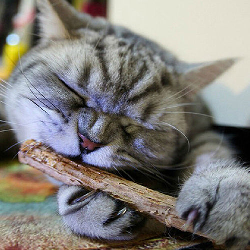 5 Pcs/1Bag Natural Matatabi Pet Snack Cat Chew Stick Treat Toy Catnip Molar Food