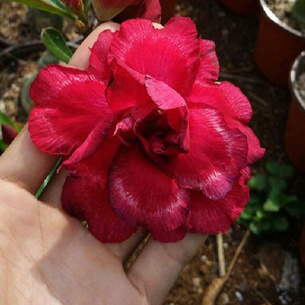 5Pcs Rare Desert Rose Seeds Adenium Obesum Flower Plant Home Office Bonsai Decor