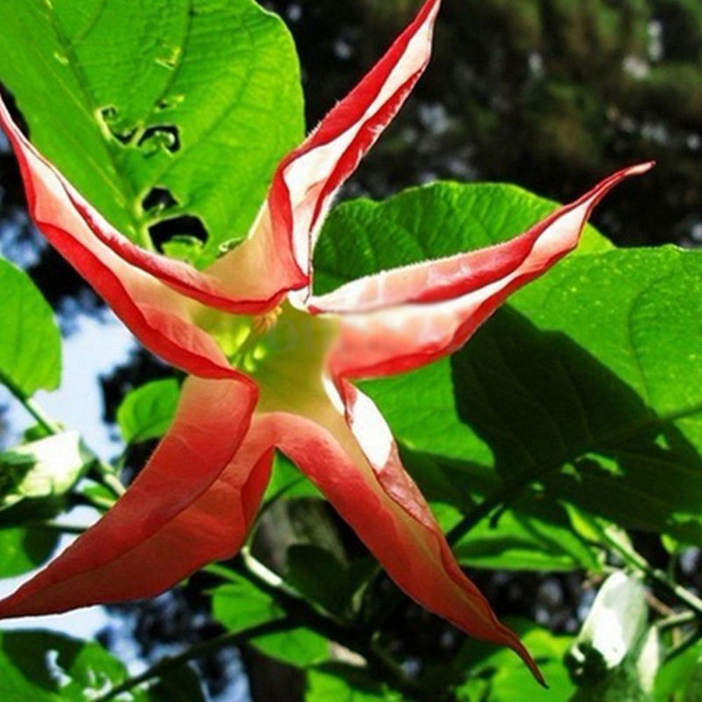 40Pcs Beautiful Red Mandala Datura Seeds Garden Yard Plant Flower Ornament
