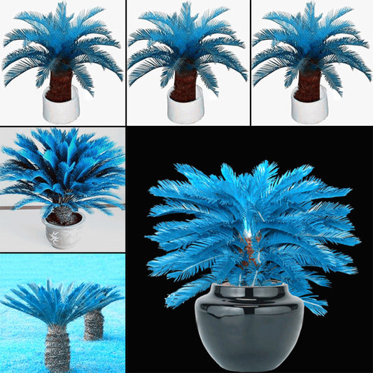 100 Pcs Blue Sago Palm Tree Seeds Cycad Bonsai Planting Home Garden Decoration