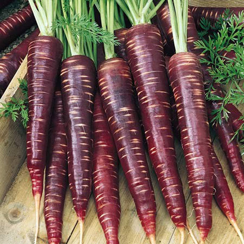 100 Pcs Purple Dragon Carrot Seeds Stunning Heirloom Delicious Vegetable Fruit