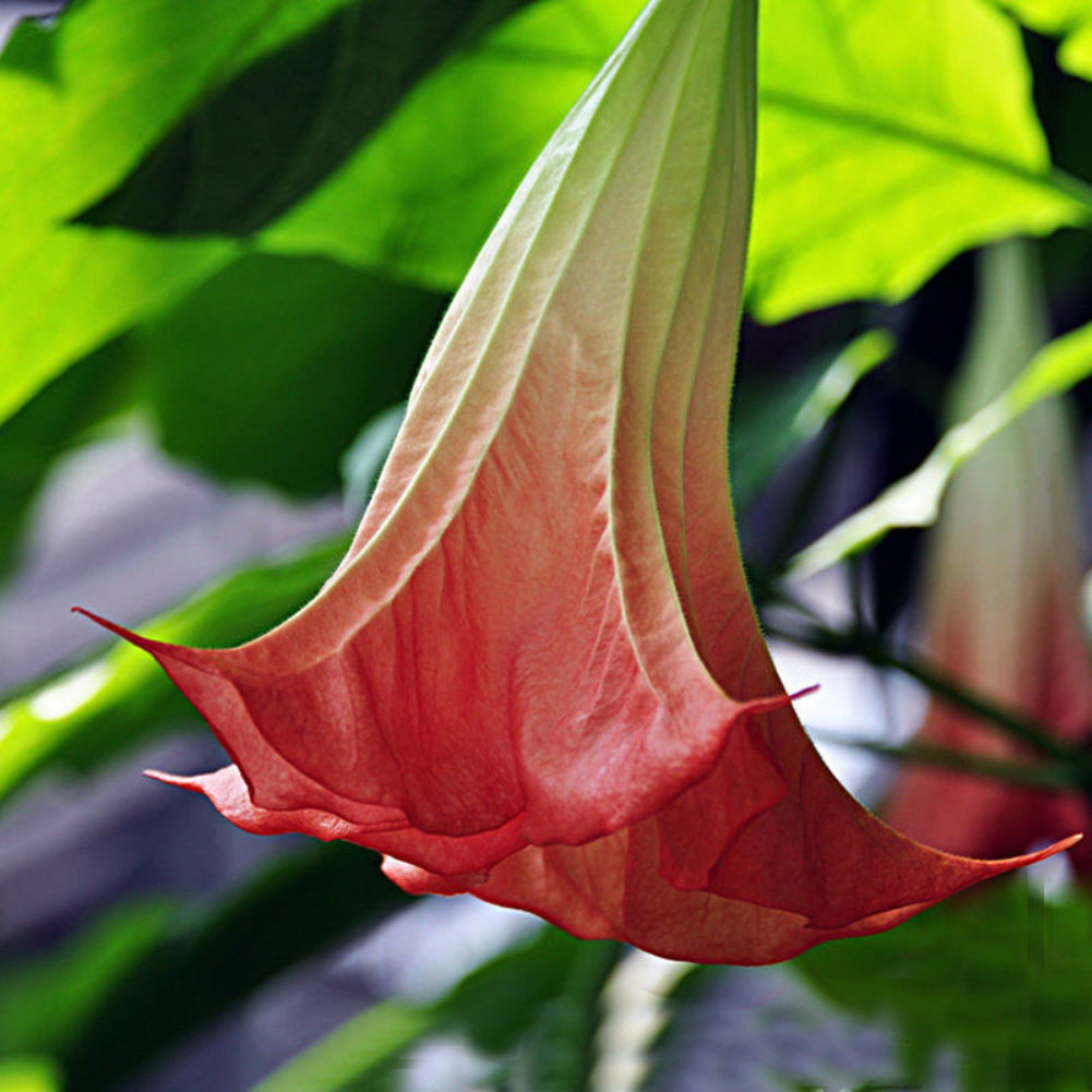 40Pcs Beautiful Red Mandala Datura Seeds Garden Yard Plant Flower Ornament