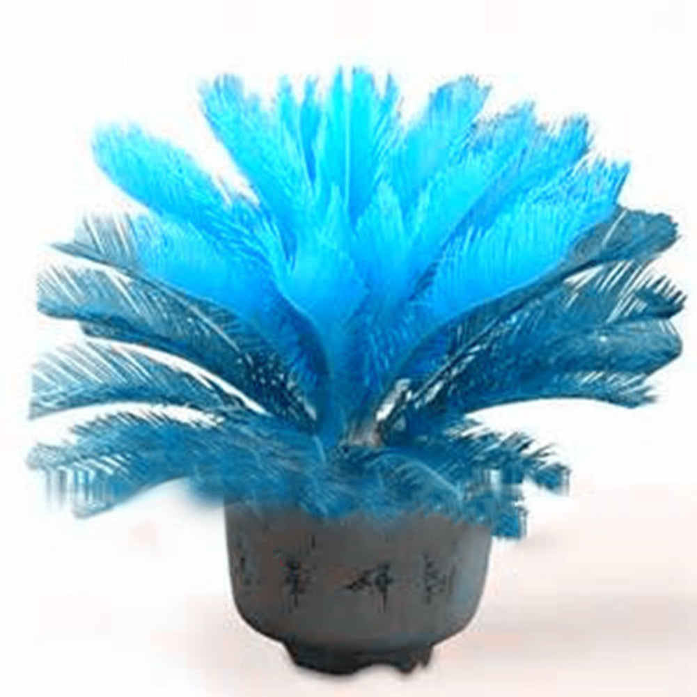 100 Pcs Blue Sago Palm Tree Seeds Cycad Bonsai Planting Home Garden Decoration