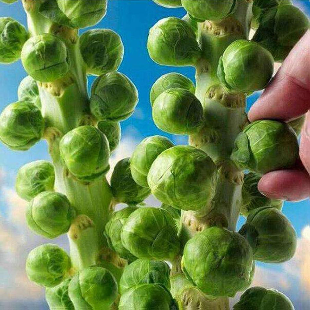 100Pcs Home Organic Vegetables Brussels Sprouts Cabbage Brassica Oleracea Seeds