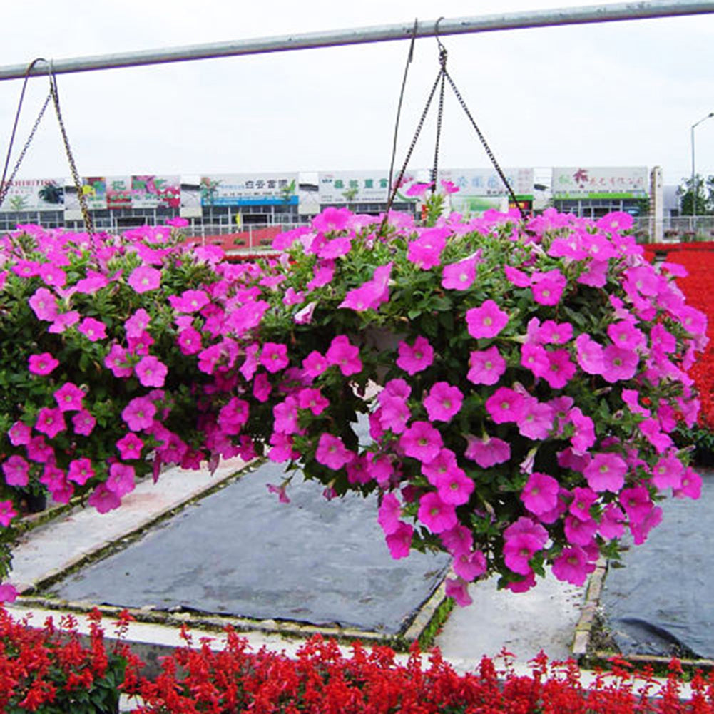 50Pcs Morning Glory Seeds Hanging Petunia Home Garden Potted Flowers Ornament