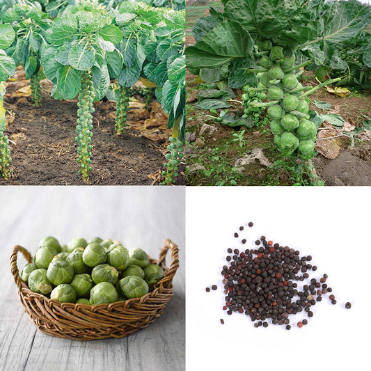 100Pcs Home Organic Vegetables Brussels Sprouts Cabbage Brassica Oleracea Seeds