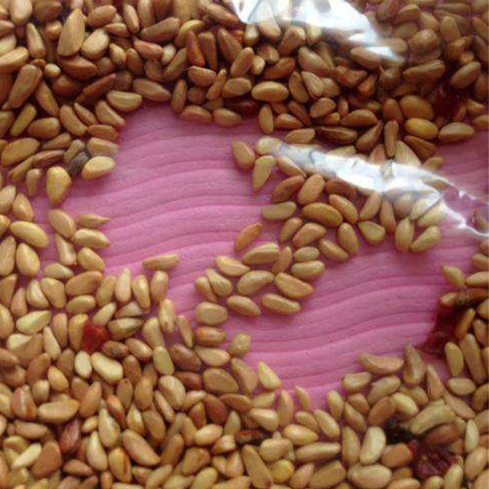 50Pcs Pink White Rose Seeds Flower Perennial Balcony Yard Garden Bonsai Decor