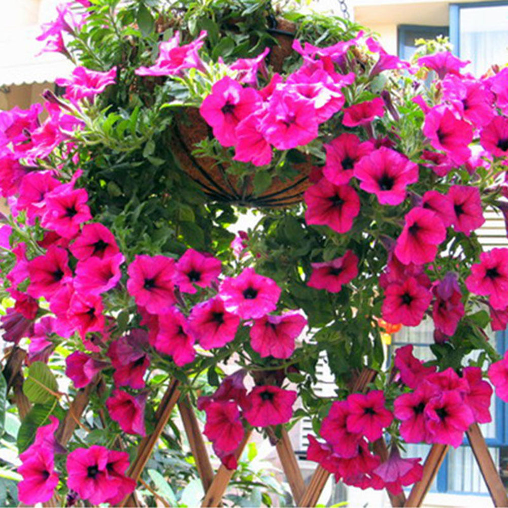 50Pcs Morning Glory Seeds Hanging Petunia Home Garden Potted Flowers Ornament