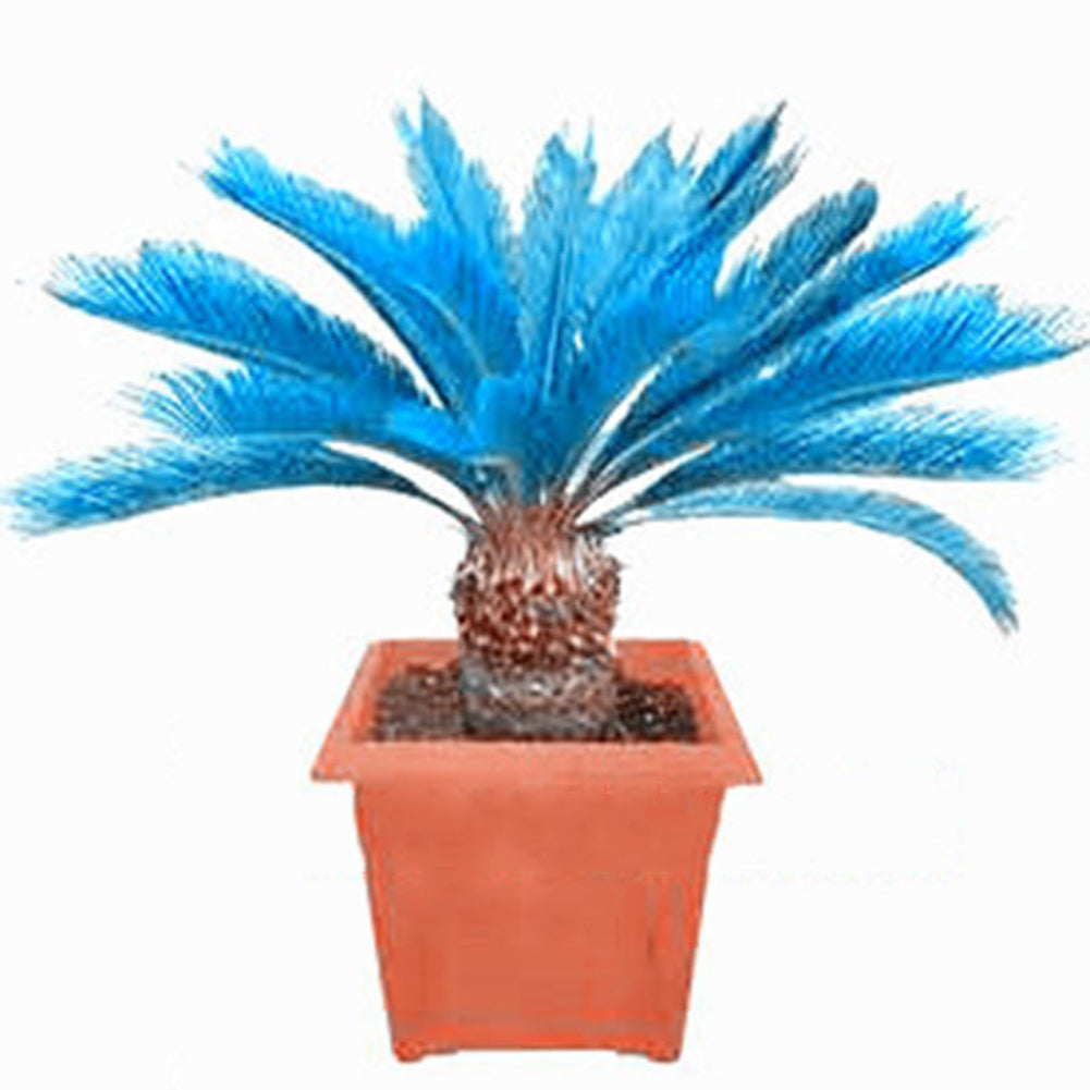 100 Pcs Blue Sago Palm Tree Seeds Cycad Bonsai Planting Home Garden Decoration