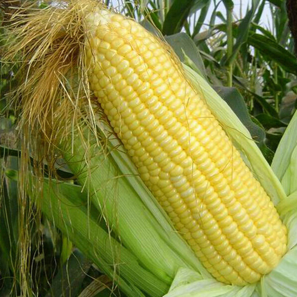 40 Pcs Yellow Corn Seeds Organic Easy Grow Vegetable Farm Yard Garden Plants