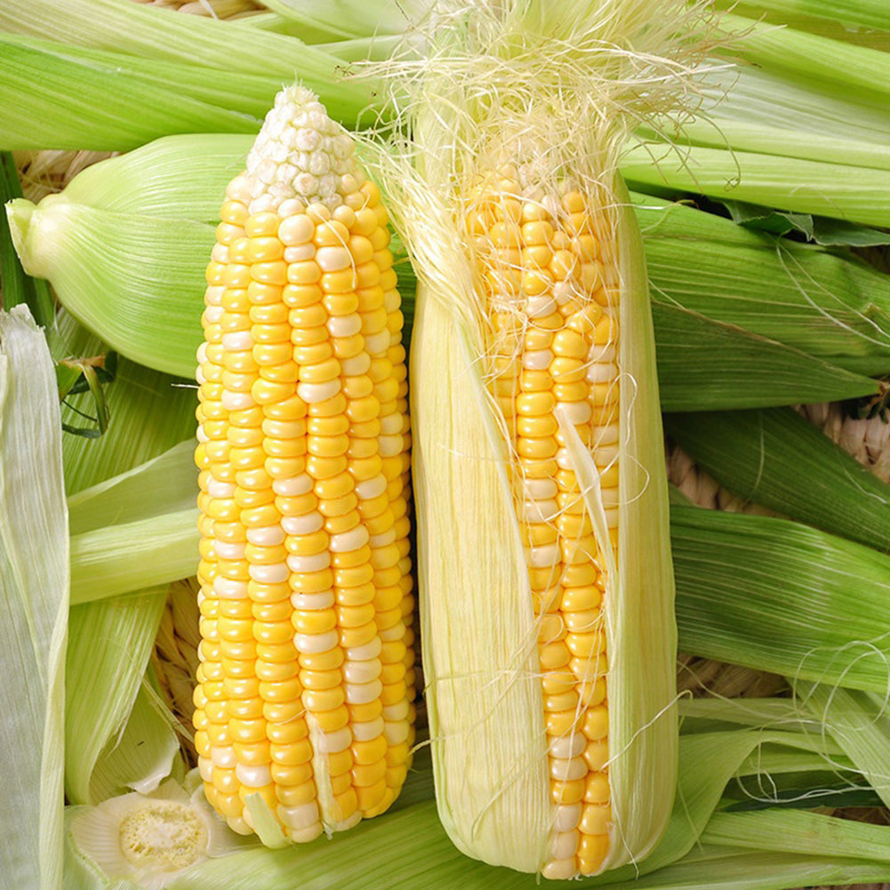 40 Pcs Yellow Corn Seeds Organic Easy Grow Vegetable Farm Yard Garden Plants