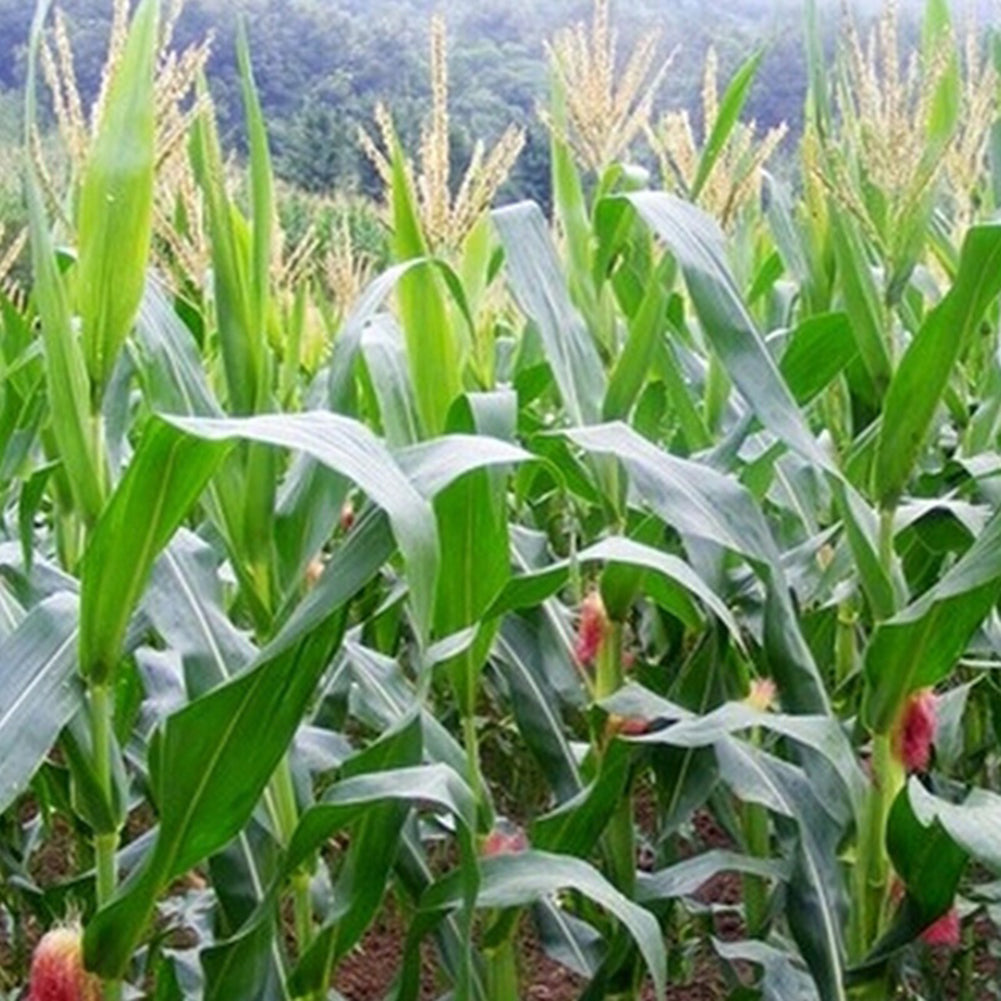 40 Pcs Yellow Corn Seeds Organic Easy Grow Vegetable Farm Yard Garden Plants
