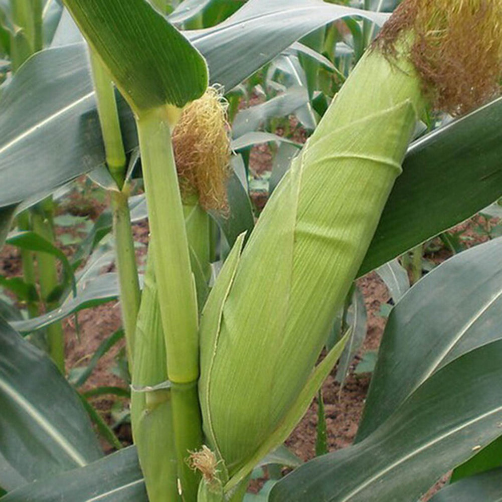 40 Pcs Yellow Corn Seeds Organic Easy Grow Vegetable Farm Yard Garden Plants