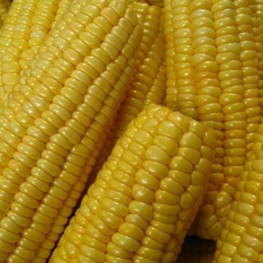 40 Pcs Yellow Corn Seeds Organic Easy Grow Vegetable Farm Yard Garden Plants