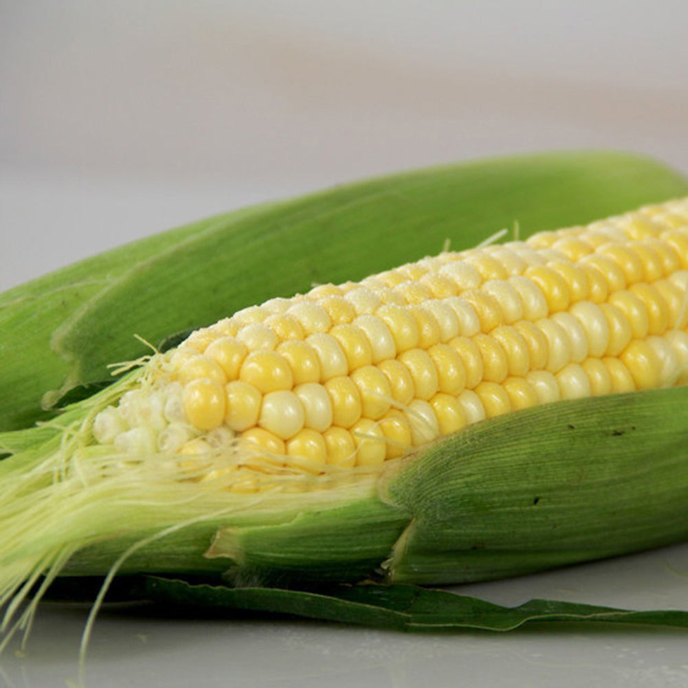 40 Pcs Yellow Corn Seeds Organic Easy Grow Vegetable Farm Yard Garden Plants