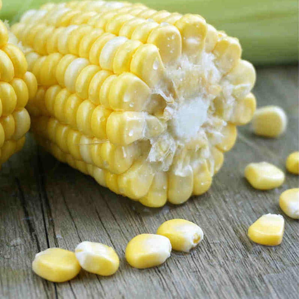 40 Pcs Yellow Corn Seeds Organic Easy Grow Vegetable Farm Yard Garden Plants