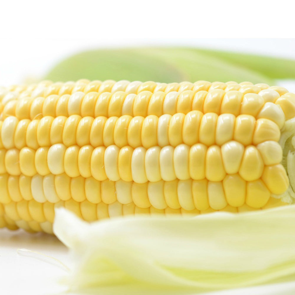 40 Pcs Yellow Corn Seeds Organic Easy Grow Vegetable Farm Yard Garden Plants