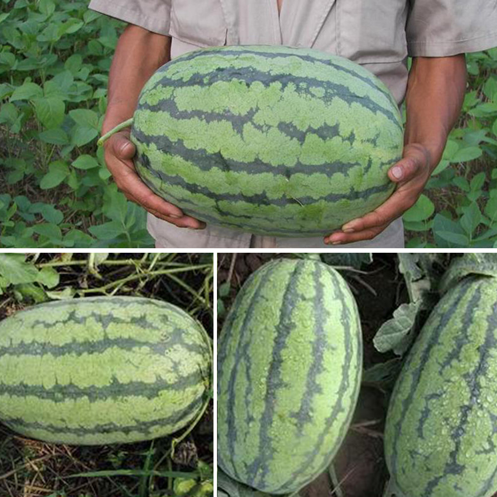 50Pcs Giant Watermelon Seeds Fruit Rare Plant Garden Yard Farm Decoration
