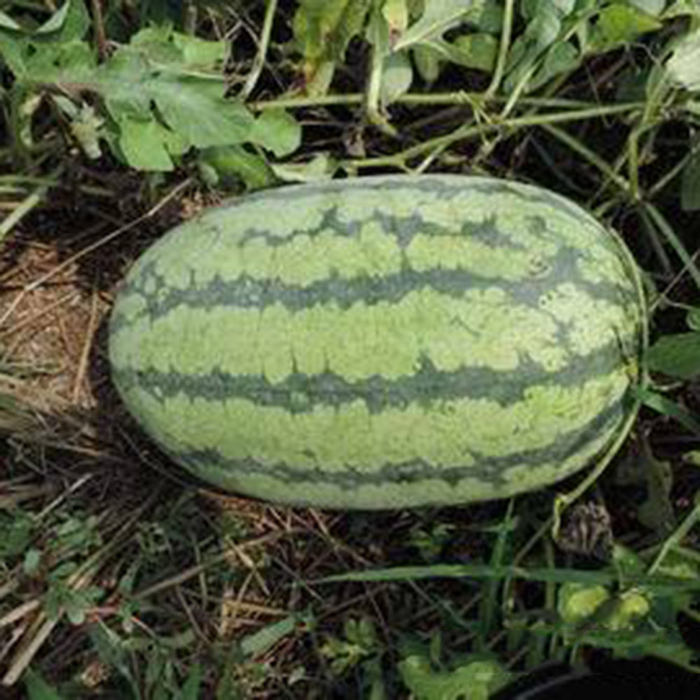50Pcs Giant Watermelon Seeds Fruit Rare Plant Garden Yard Farm Decoration