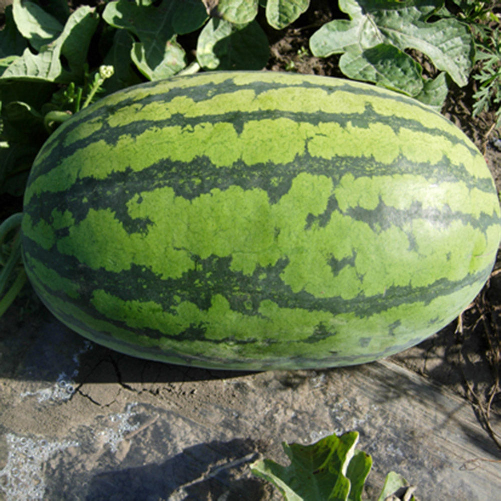 50Pcs Giant Watermelon Seeds Fruit Rare Plant Garden Yard Farm Decoration