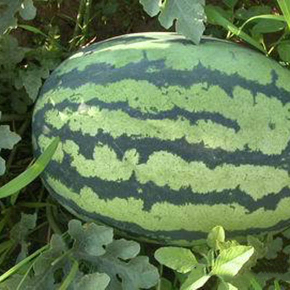 50Pcs Giant Watermelon Seeds Fruit Rare Plant Garden Yard Farm Decoration