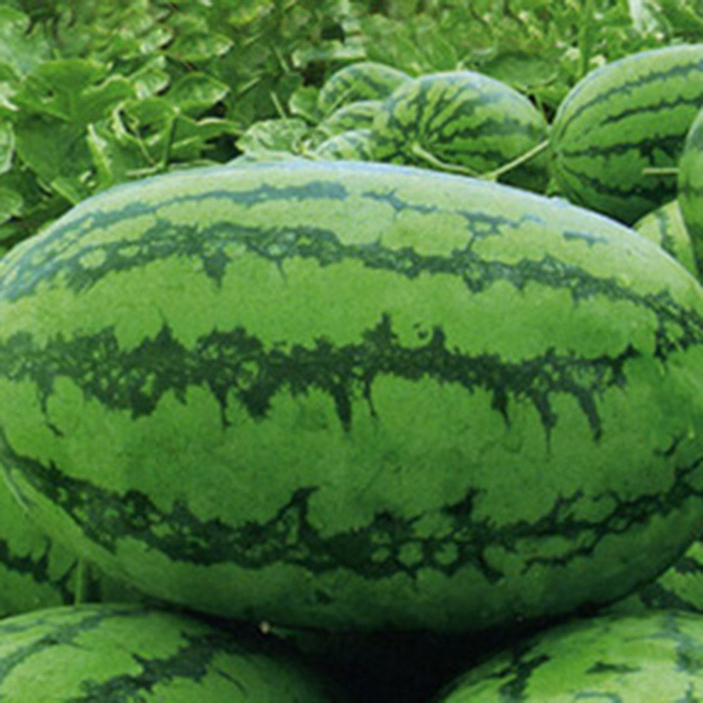 50Pcs Giant Watermelon Seeds Fruit Rare Plant Garden Yard Farm Decoration