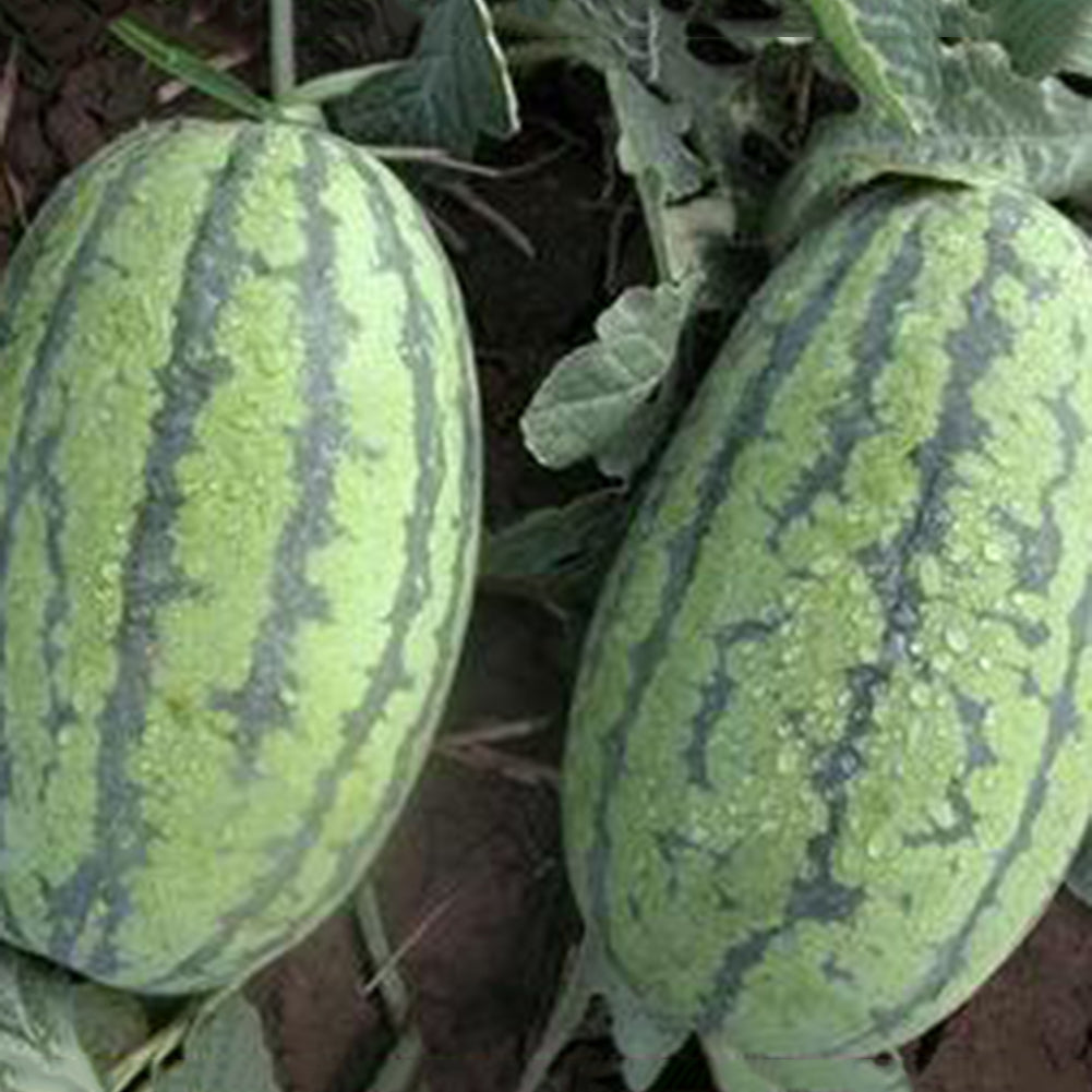50Pcs Giant Watermelon Seeds Fruit Rare Plant Garden Yard Farm Decoration
