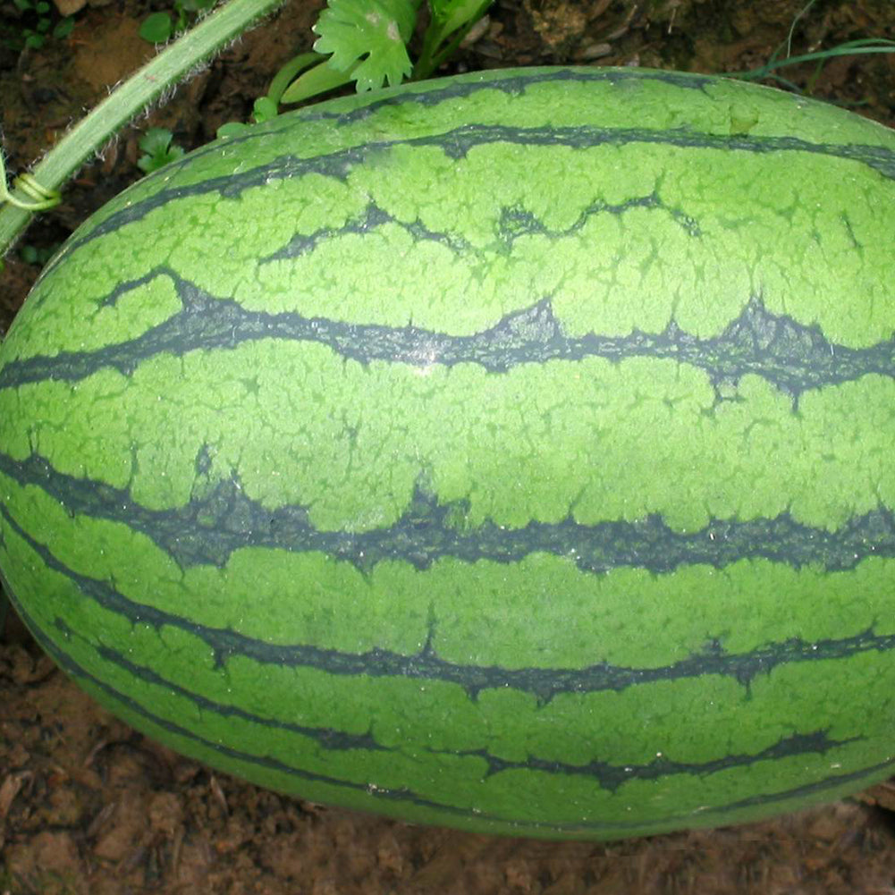 50Pcs Giant Watermelon Seeds Fruit Rare Plant Garden Yard Farm Decoration