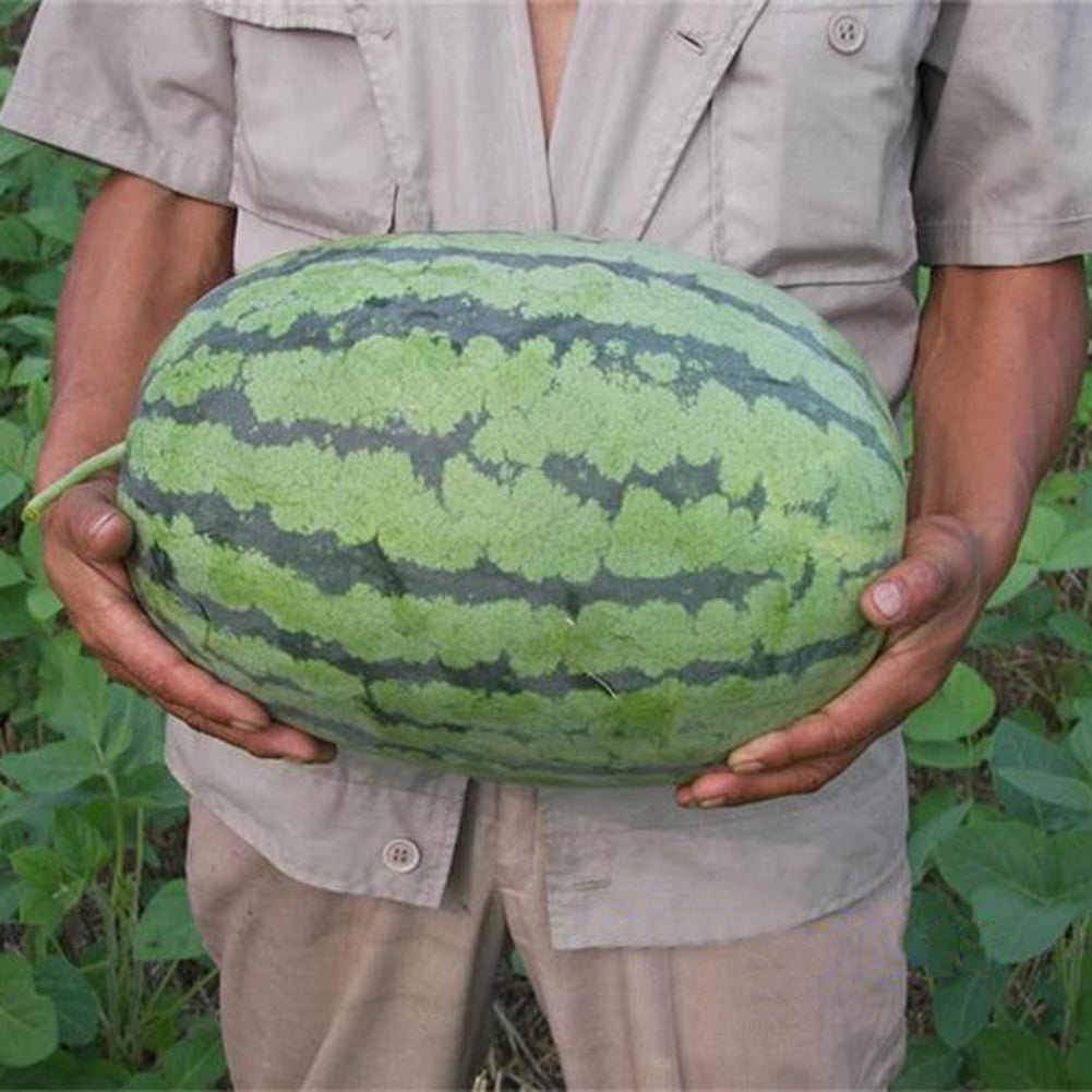 50Pcs Giant Watermelon Seeds Fruit Rare Plant Garden Yard Farm Decoration
