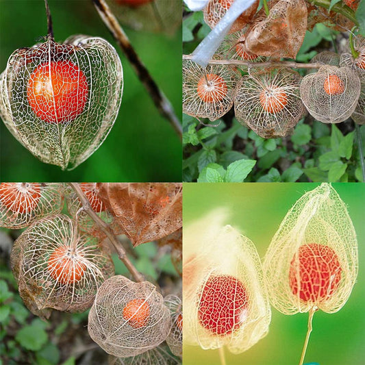 50Pcs Physalis Peruviana Cape Gooseberry Husk Tomato Winter Cherry Plant Seeds