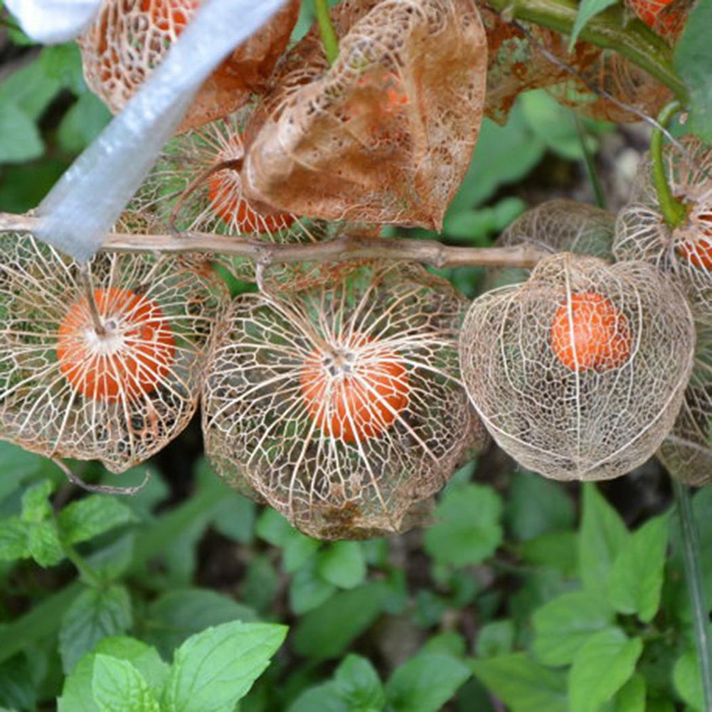 50Pcs Physalis Peruviana Cape Gooseberry Husk Tomato Winter Cherry Plant Seeds