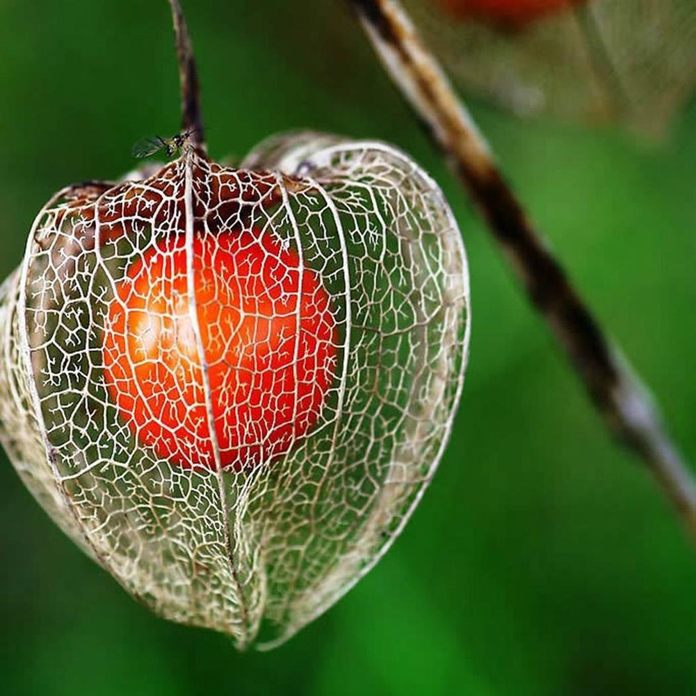 50Pcs Physalis Peruviana Cape Gooseberry Husk Tomato Winter Cherry Plant Seeds