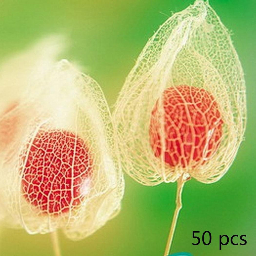 50Pcs Physalis Peruviana Cape Gooseberry Husk Tomato Winter Cherry Plant Seeds