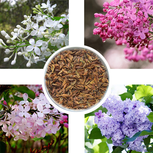 50Pcs Lilac Flower Seeds Clove DIY Home Garden Plant Potted Bonsai Decoration