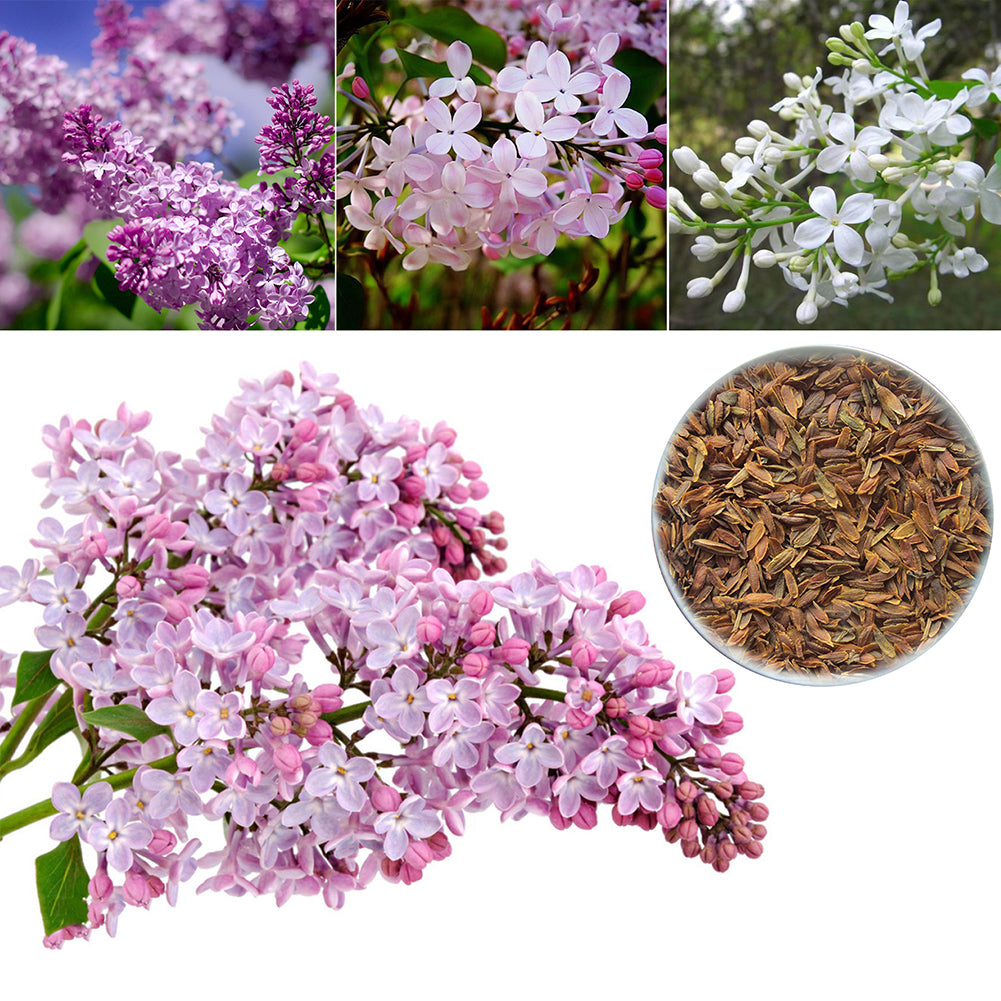 50Pcs Lilac Flower Seeds Clove DIY Home Garden Plant Potted Bonsai Decoration