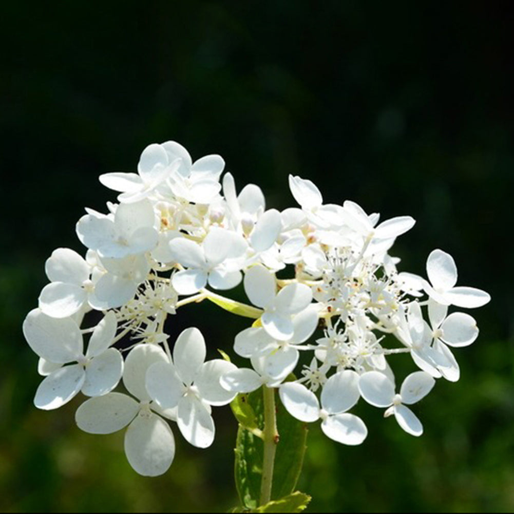 50Pcs Lilac Flower Seeds Clove DIY Home Garden Plant Potted Bonsai Decoration