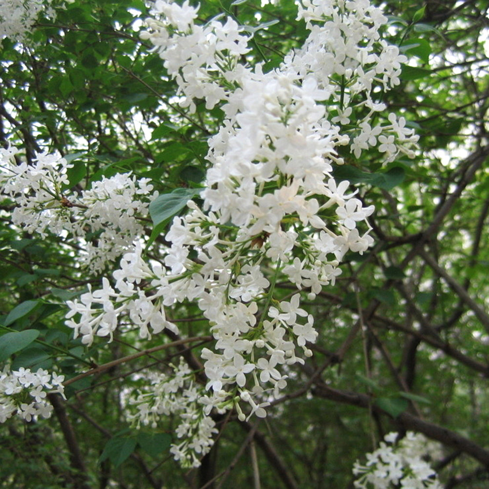50Pcs Lilac Flower Seeds Clove DIY Home Garden Plant Potted Bonsai Decoration