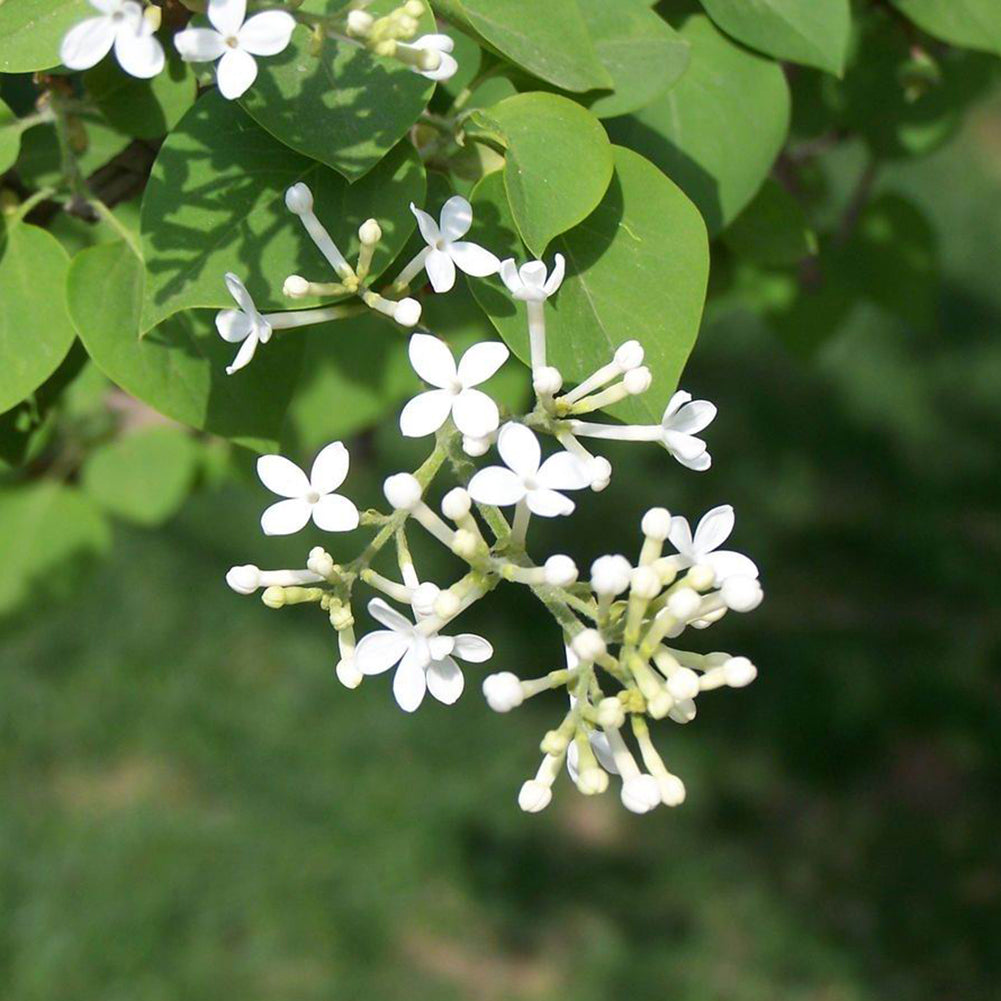 50Pcs Lilac Flower Seeds Clove DIY Home Garden Plant Potted Bonsai Decoration