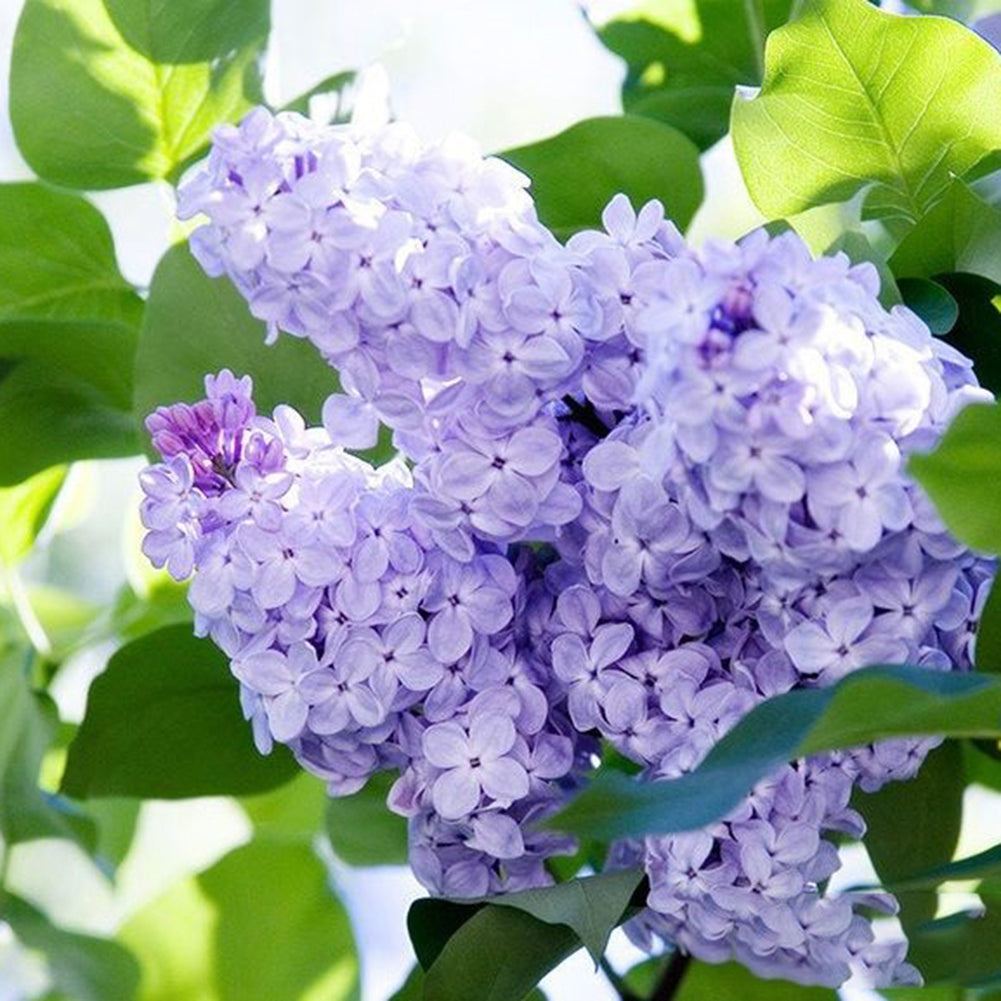 50Pcs Lilac Flower Seeds Clove DIY Home Garden Plant Potted Bonsai Decoration