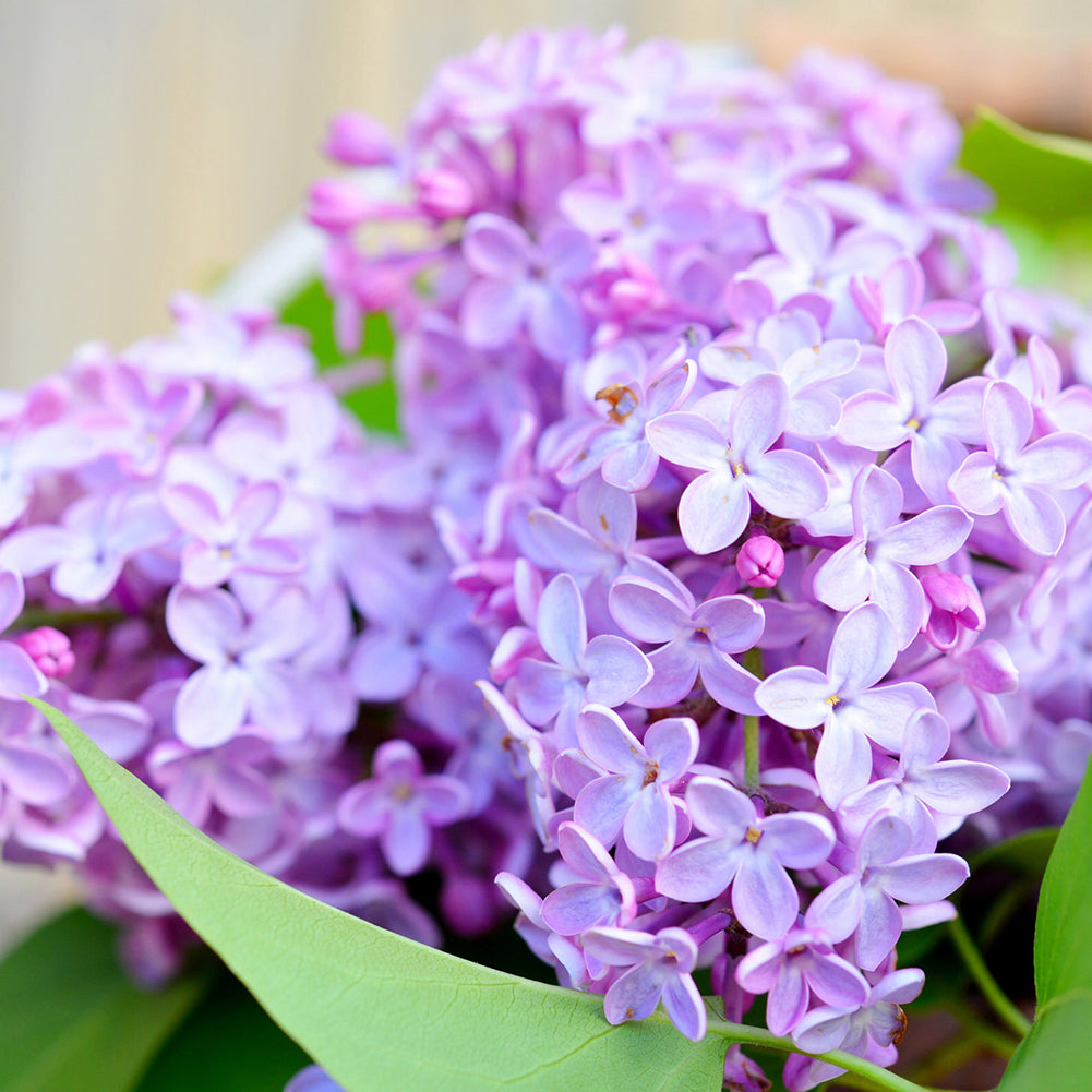 50Pcs Lilac Flower Seeds Clove DIY Home Garden Plant Potted Bonsai Decoration