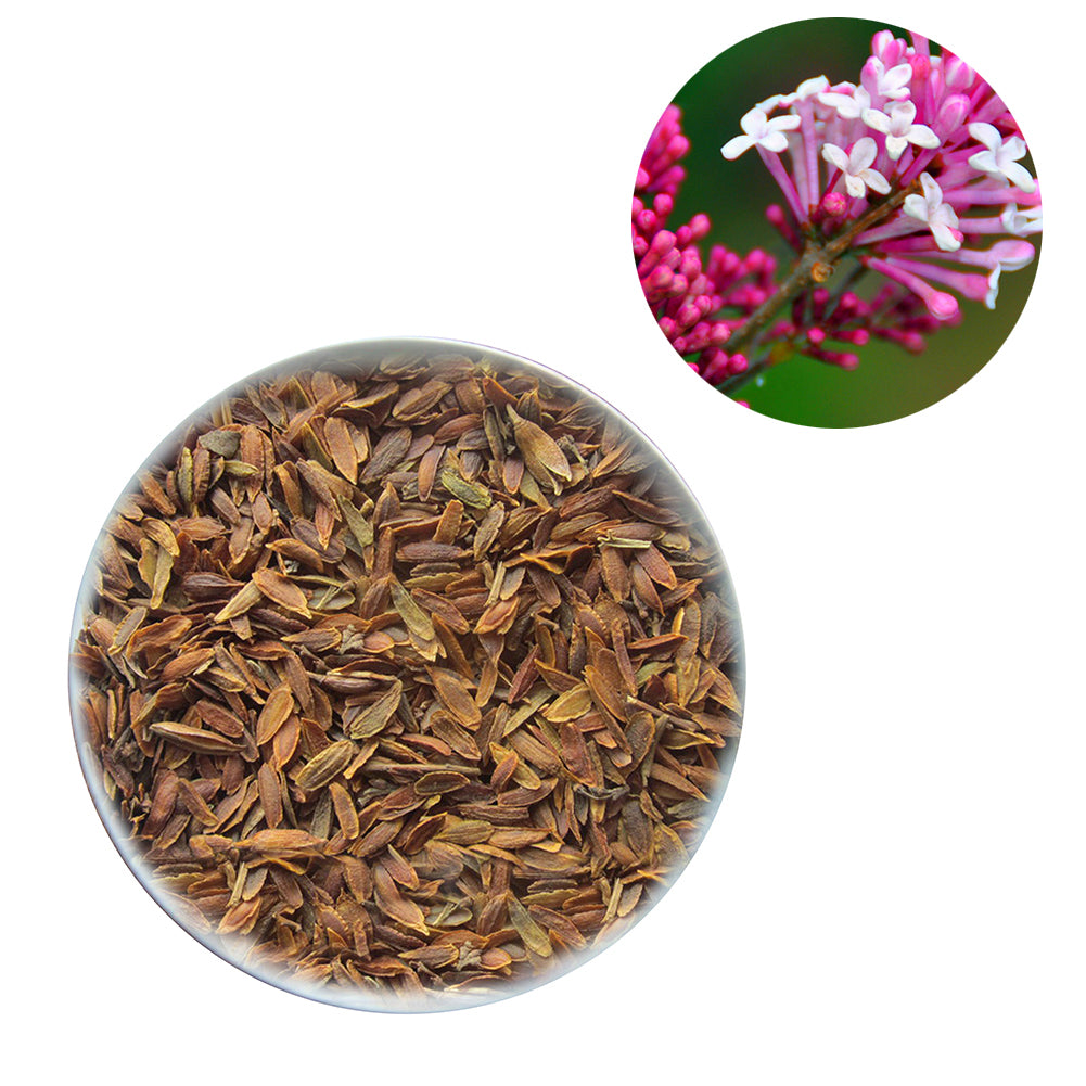 50Pcs Lilac Flower Seeds Clove DIY Home Garden Plant Potted Bonsai Decoration