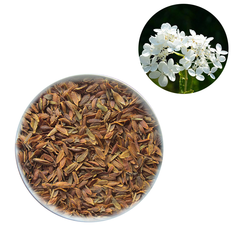 50Pcs Lilac Flower Seeds Clove DIY Home Garden Plant Potted Bonsai Decoration