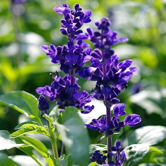 100Pcs Wild Blue Sage Salvia Officinalis Heirloom Herb Seed Garden Decor