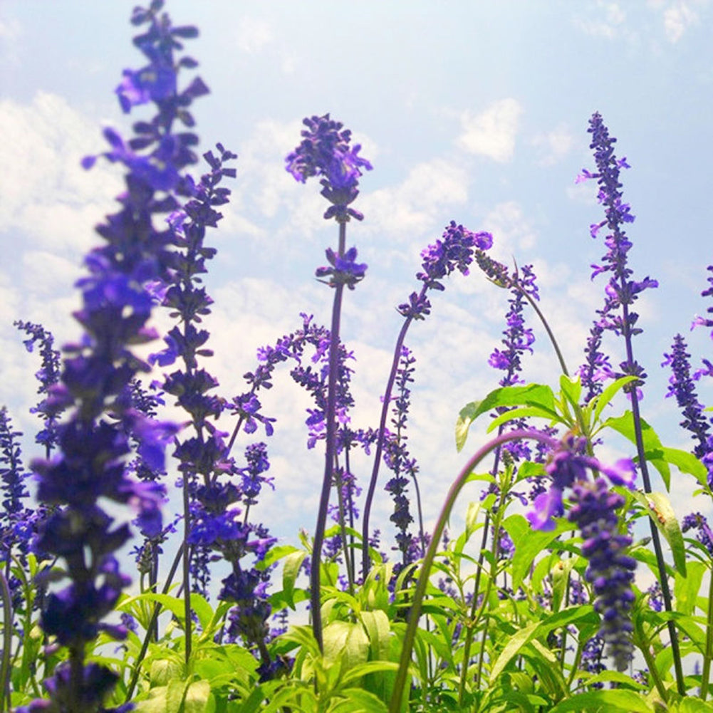 100Pcs Wild Blue Sage Salvia Officinalis Heirloom Herb Seed Garden Decor