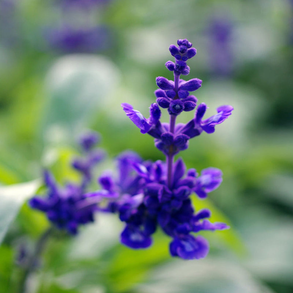 100Pcs Wild Blue Sage Salvia Officinalis Heirloom Herb Seed Garden Decor