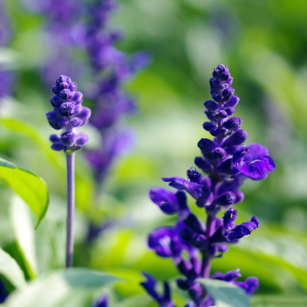 100Pcs Wild Blue Sage Salvia Officinalis Heirloom Herb Seed Garden Decor