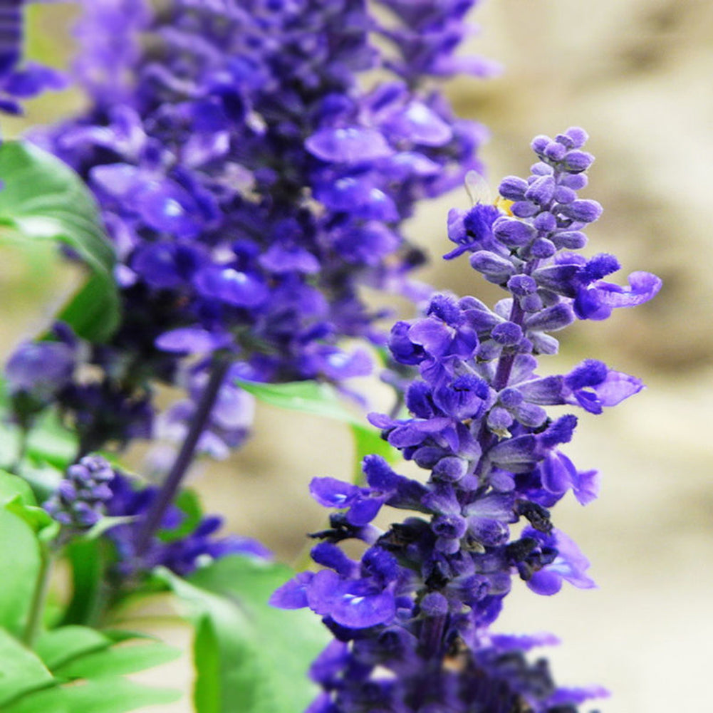 100Pcs Wild Blue Sage Salvia Officinalis Heirloom Herb Seed Garden Decor