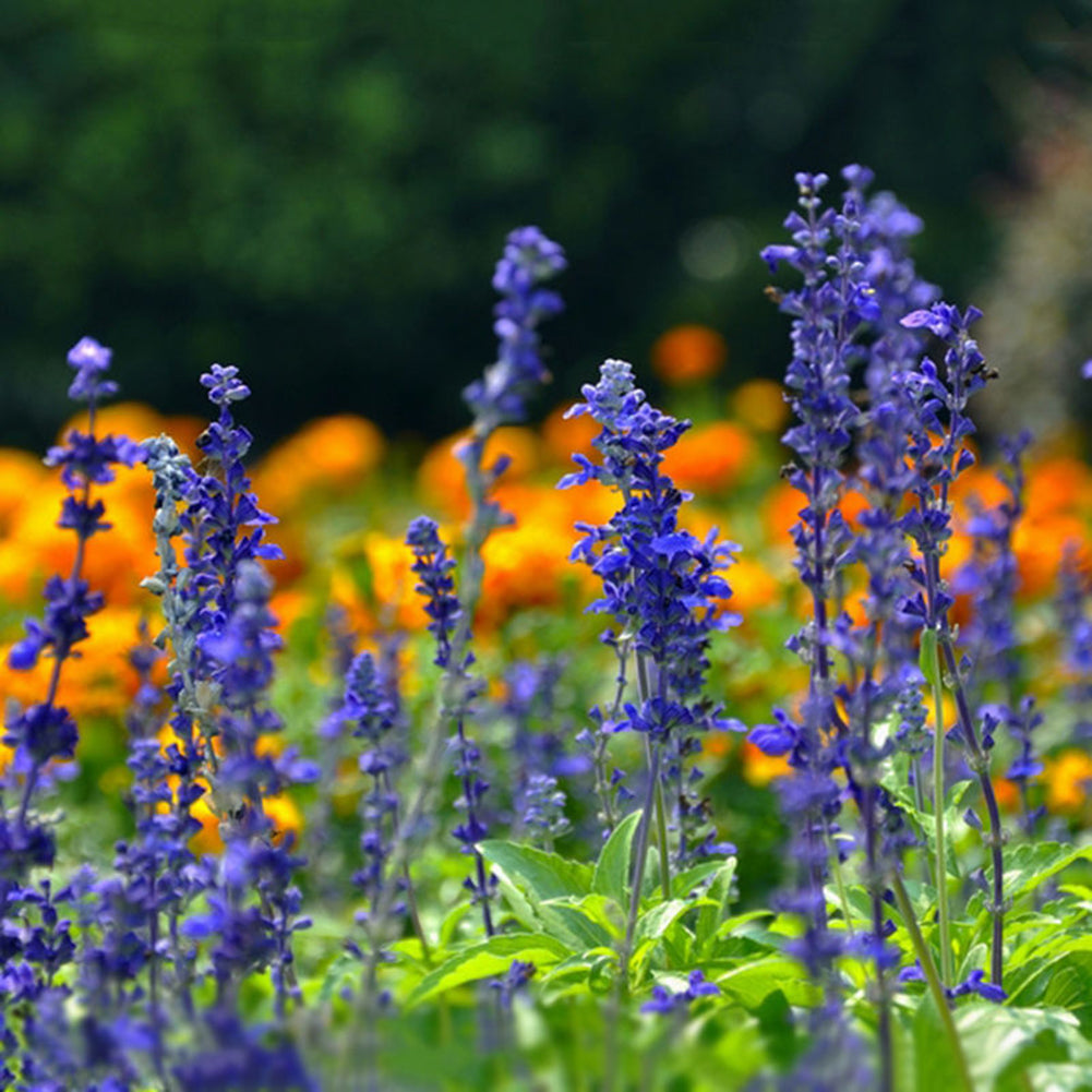 100Pcs Wild Blue Sage Salvia Officinalis Heirloom Herb Seed Garden Decor